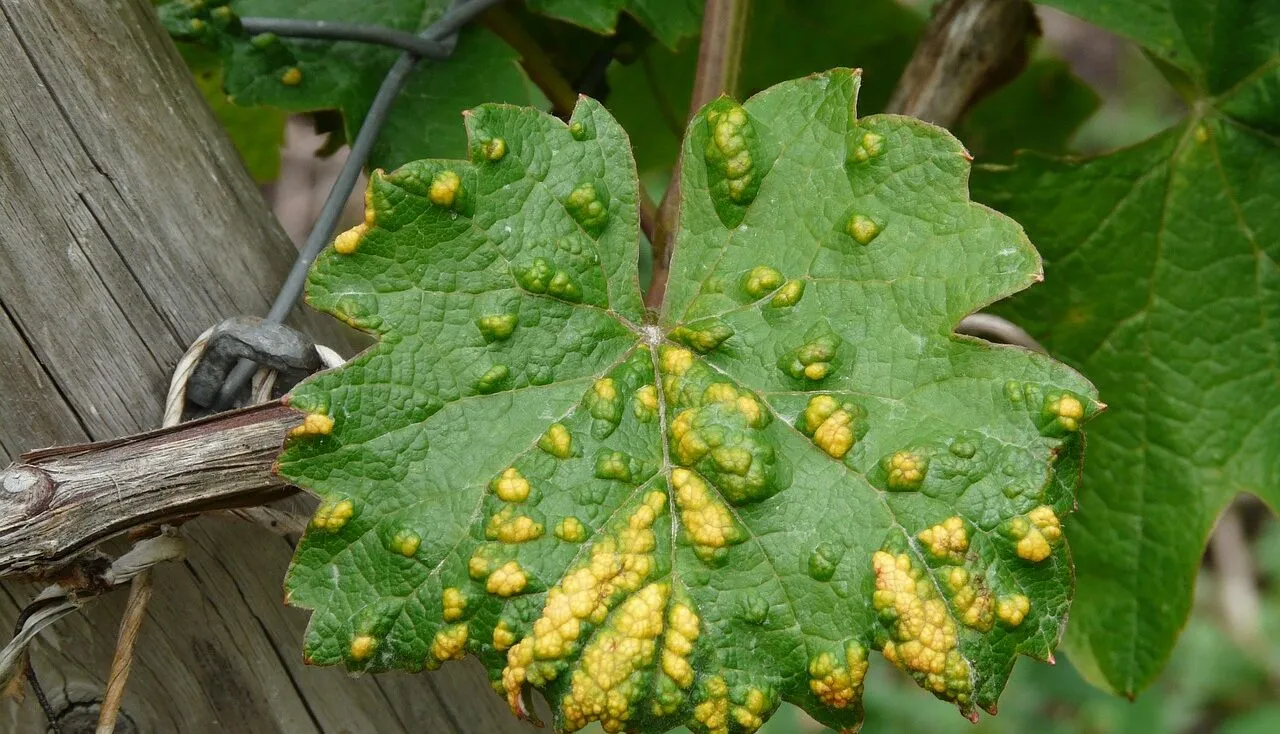 Leaf spots