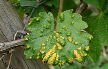 Leaf spots