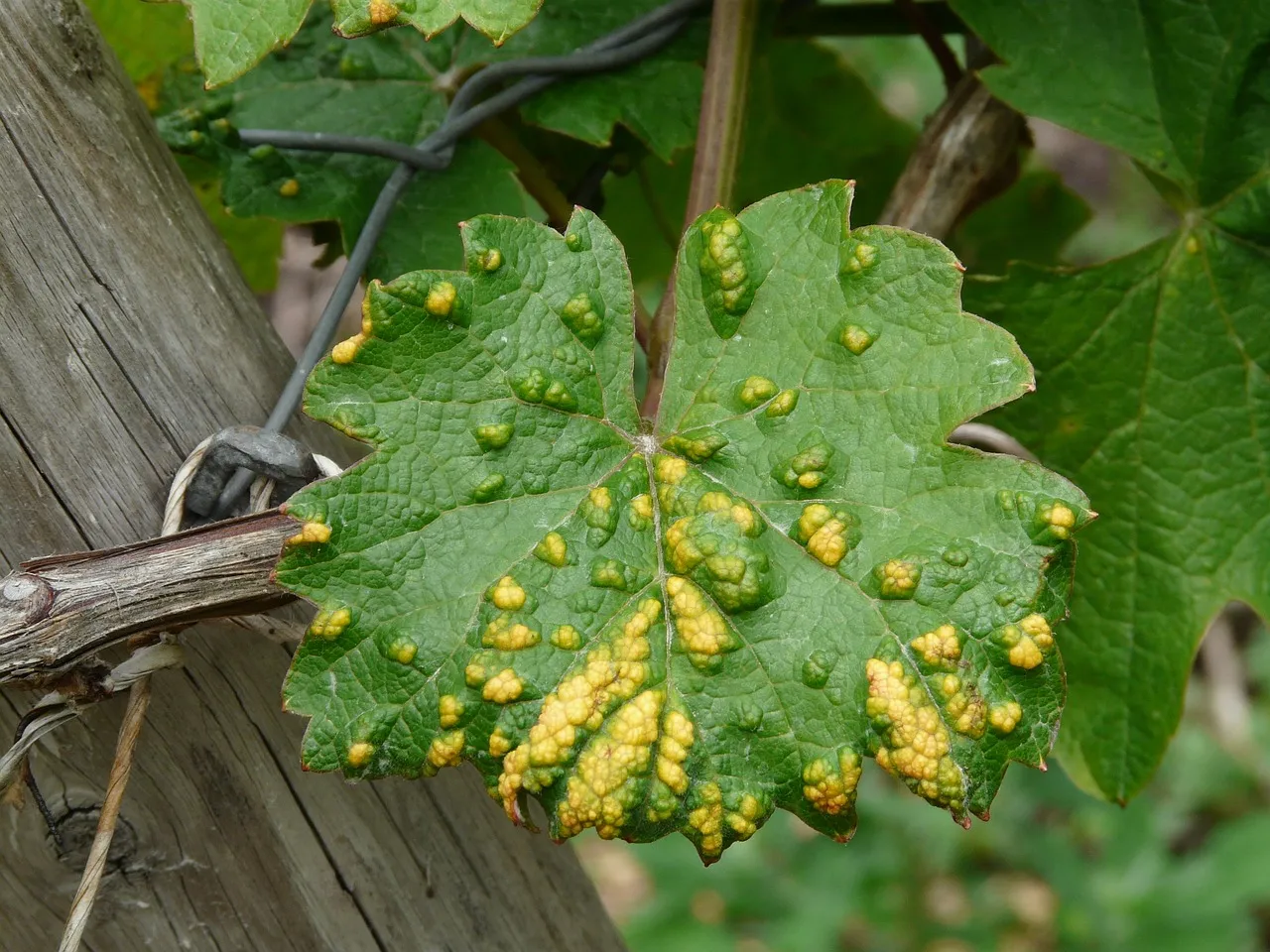 Top 10 Plant Diseases in Gardening: Identification & Fixes - Garden Ninja:  Lee Burkhill Garden Design