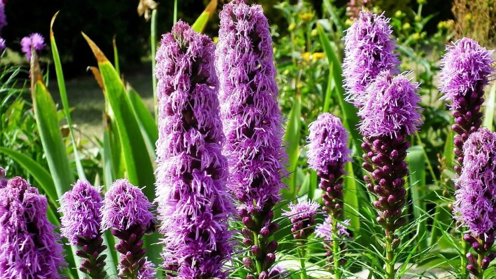 Plants for clay soil