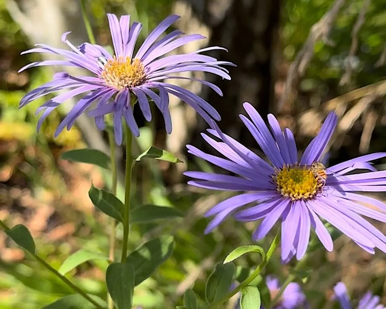 Michaelmas daisies flowering at Mabon, the Autumn Equinox