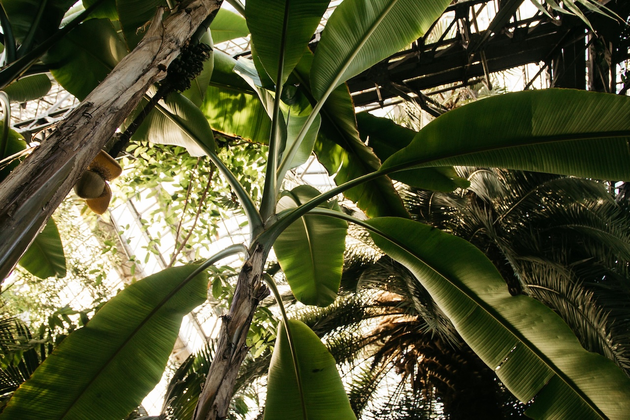 A Musa banana plant growing in a garden