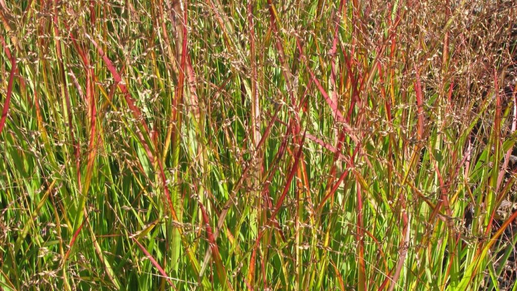 Panicum switchgrass autumn planting guide