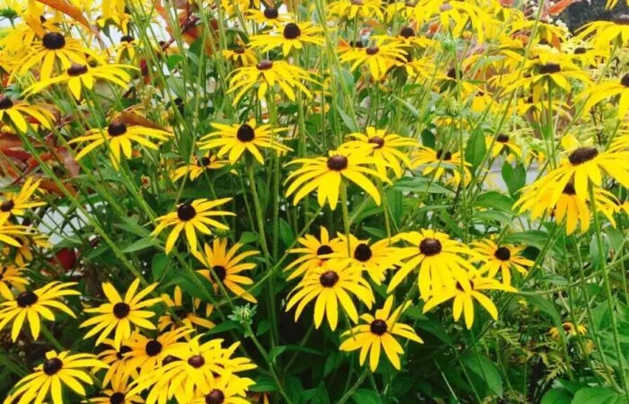 Rudbeckia hirta bright yellow flowers
