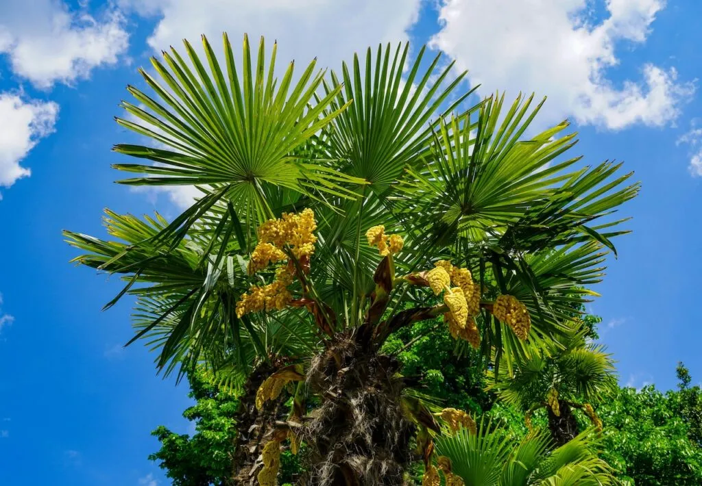 Chusan palm