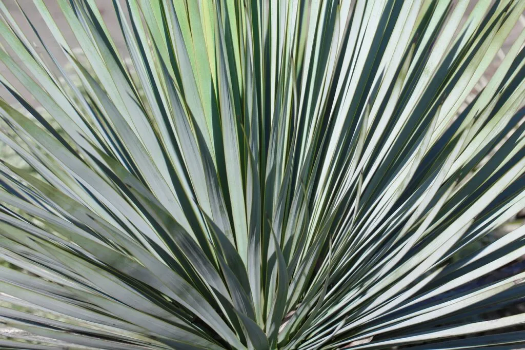 Yucca