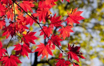 red leaves on a tree