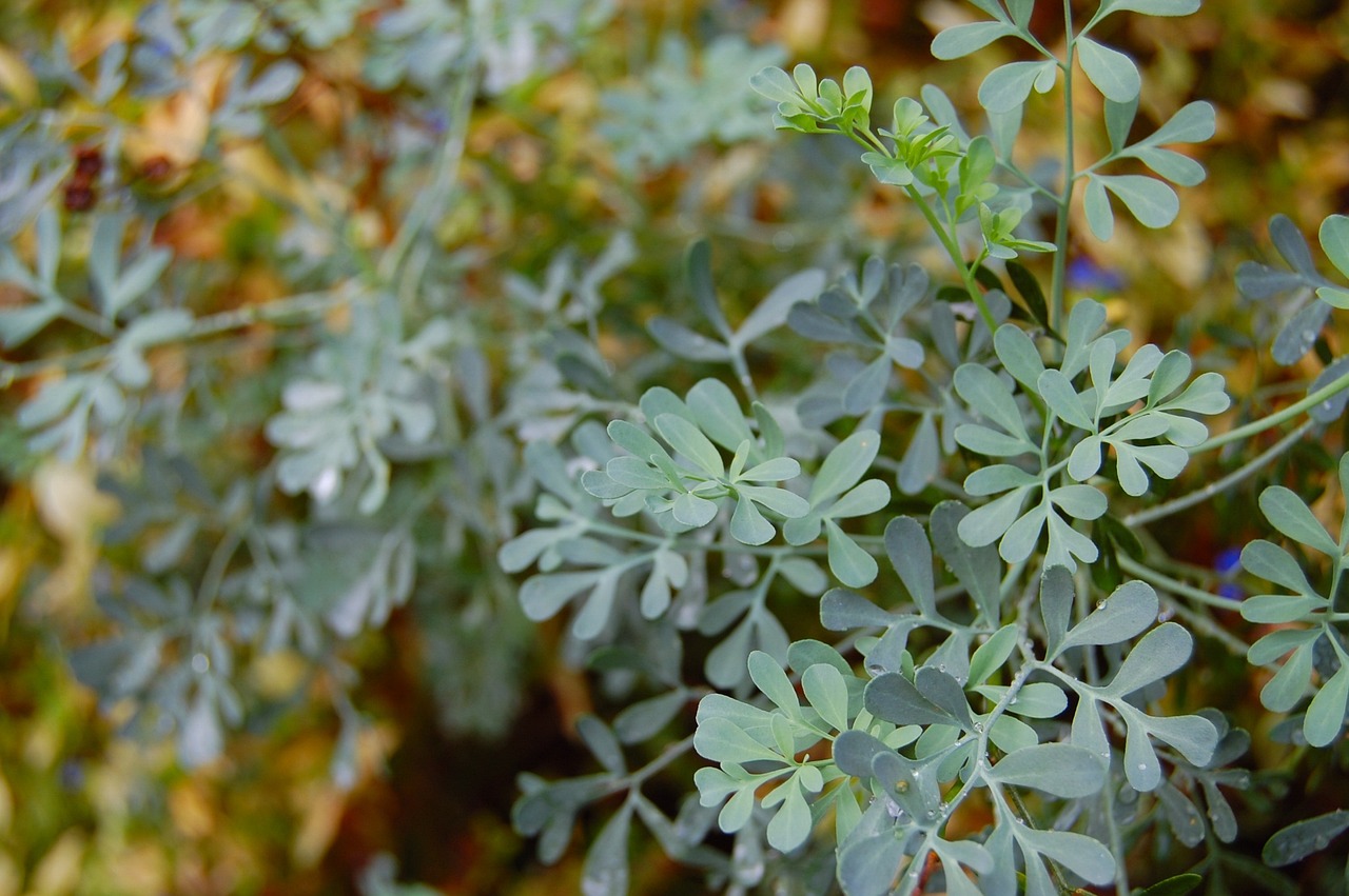 Common rue Ruta graveolens plant