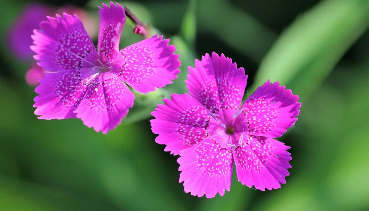 Dianthus