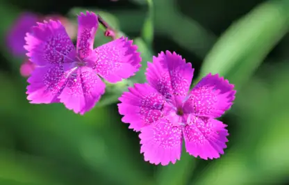 Dianthus