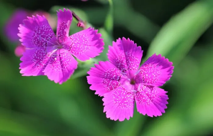 Dianthus