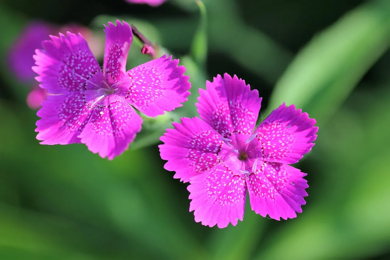 Dianthus
