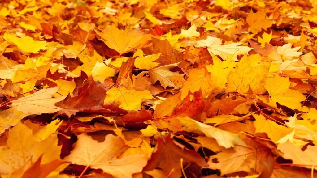 Why do trees drop their leaves