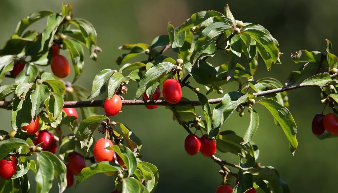Cornus mas