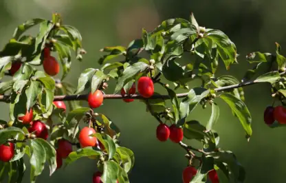 Cornus mas