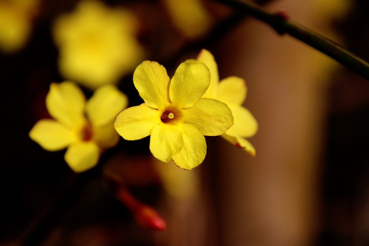Yellow winter jasmine flowers on a green stem