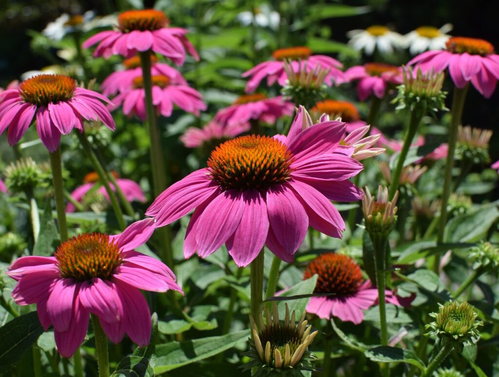 Plants for new build gardens