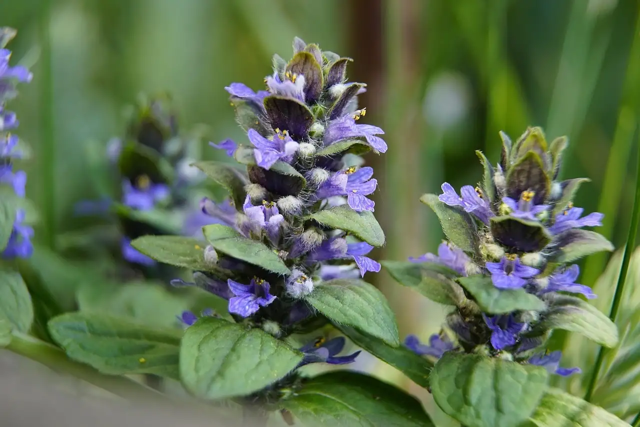 Blue flower spikes of ajuga above dark leaves