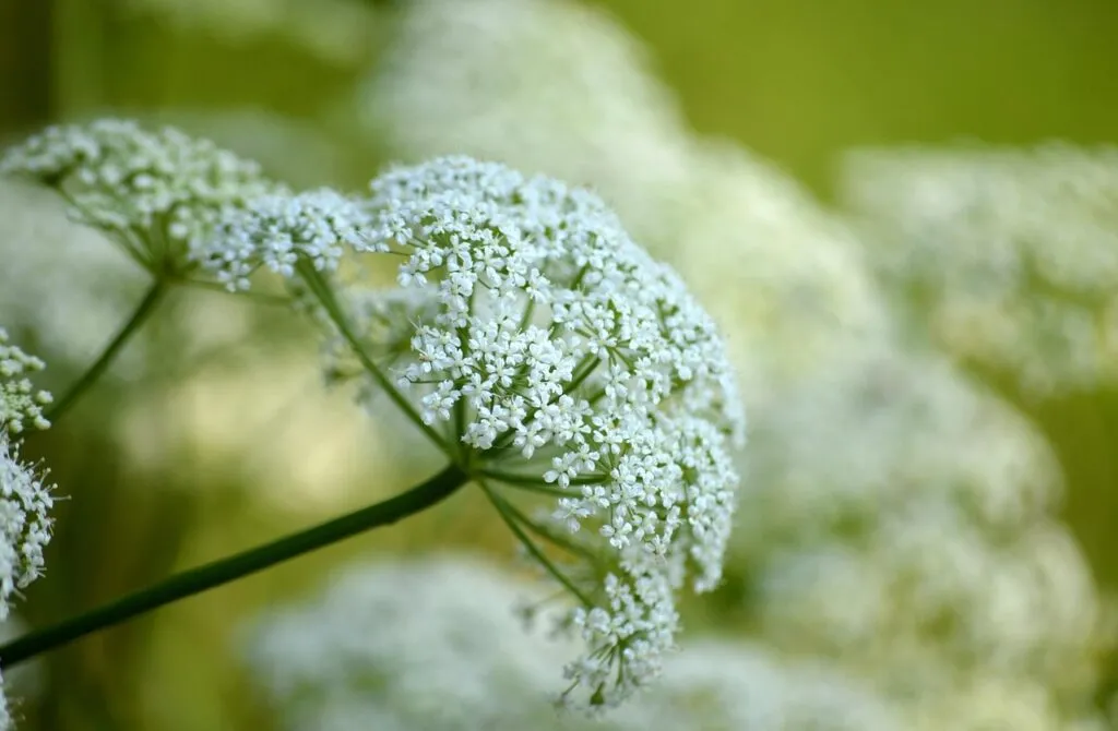 How to get rid of ground elder