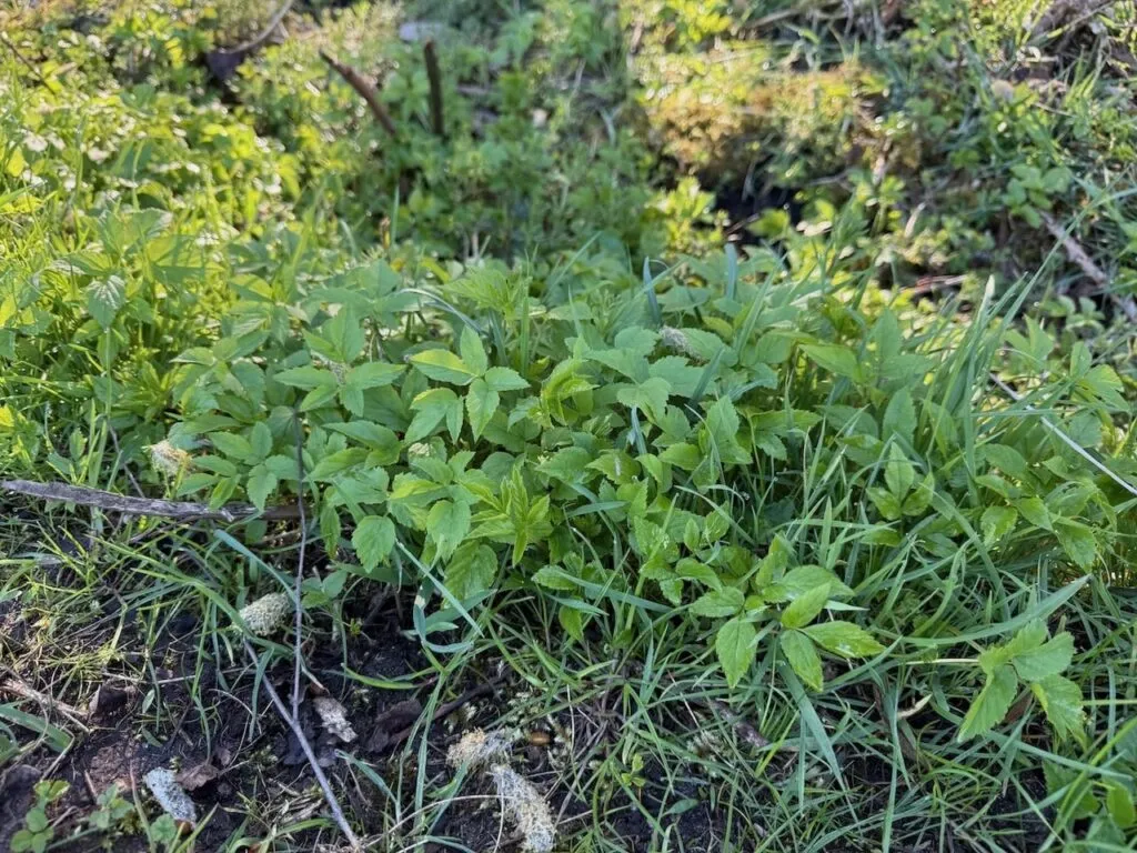 Removing ground elder
