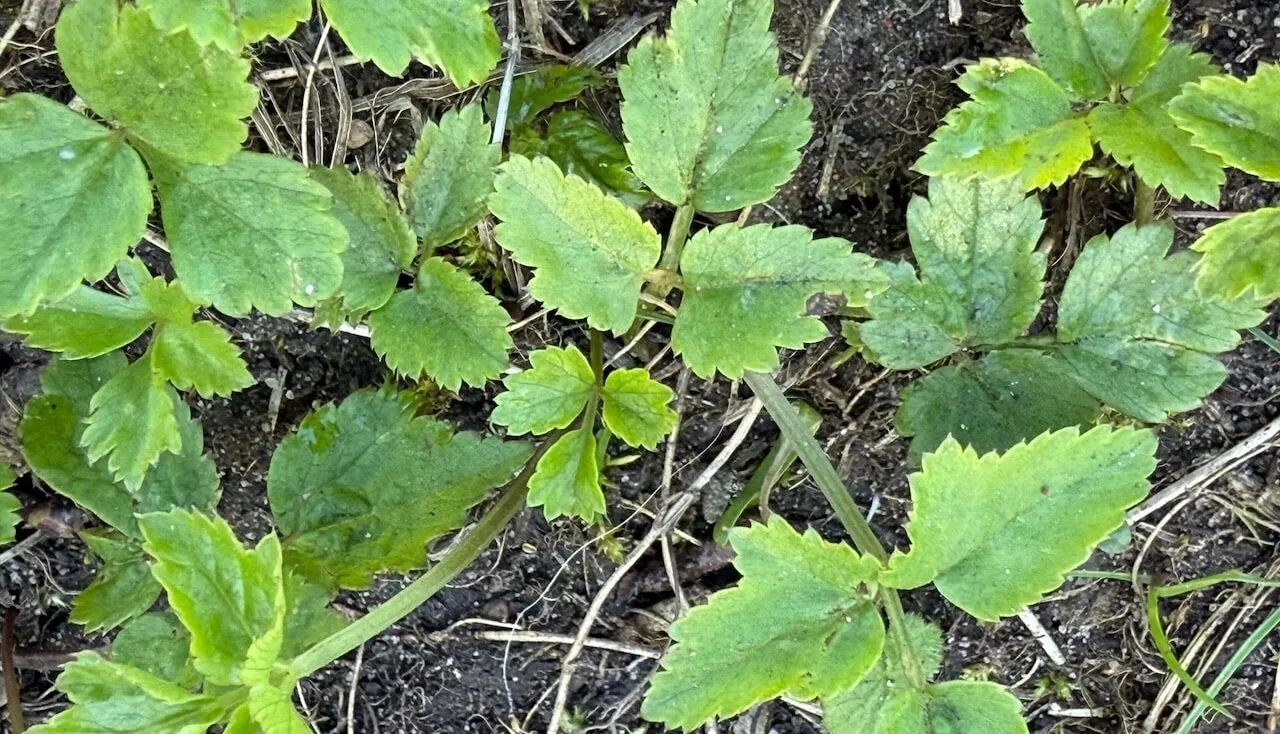 How to remove ground elder