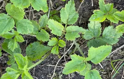 How to remove ground elder