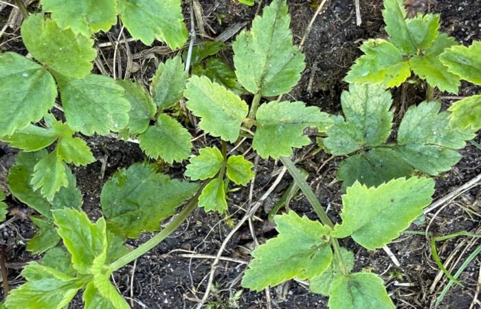 How to remove ground elder