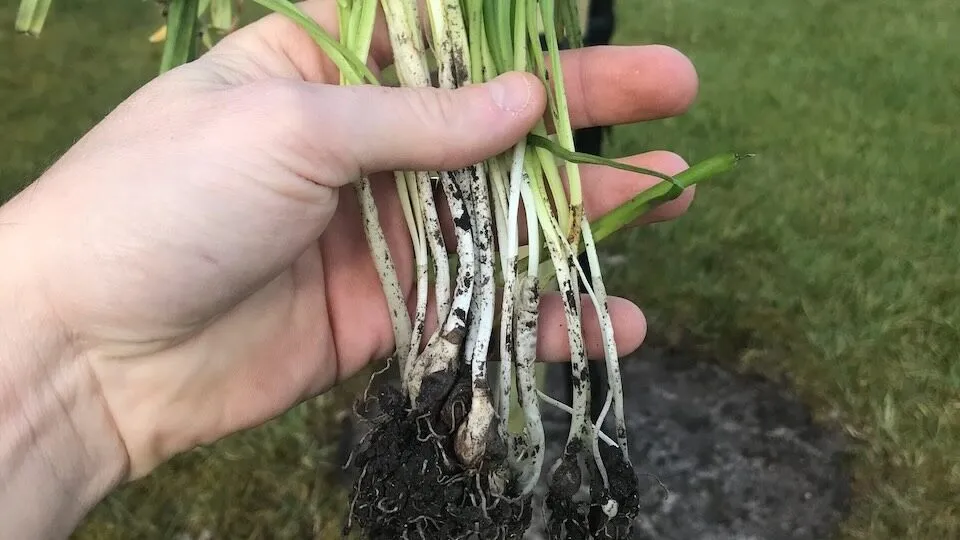 How to lift spring bulbs