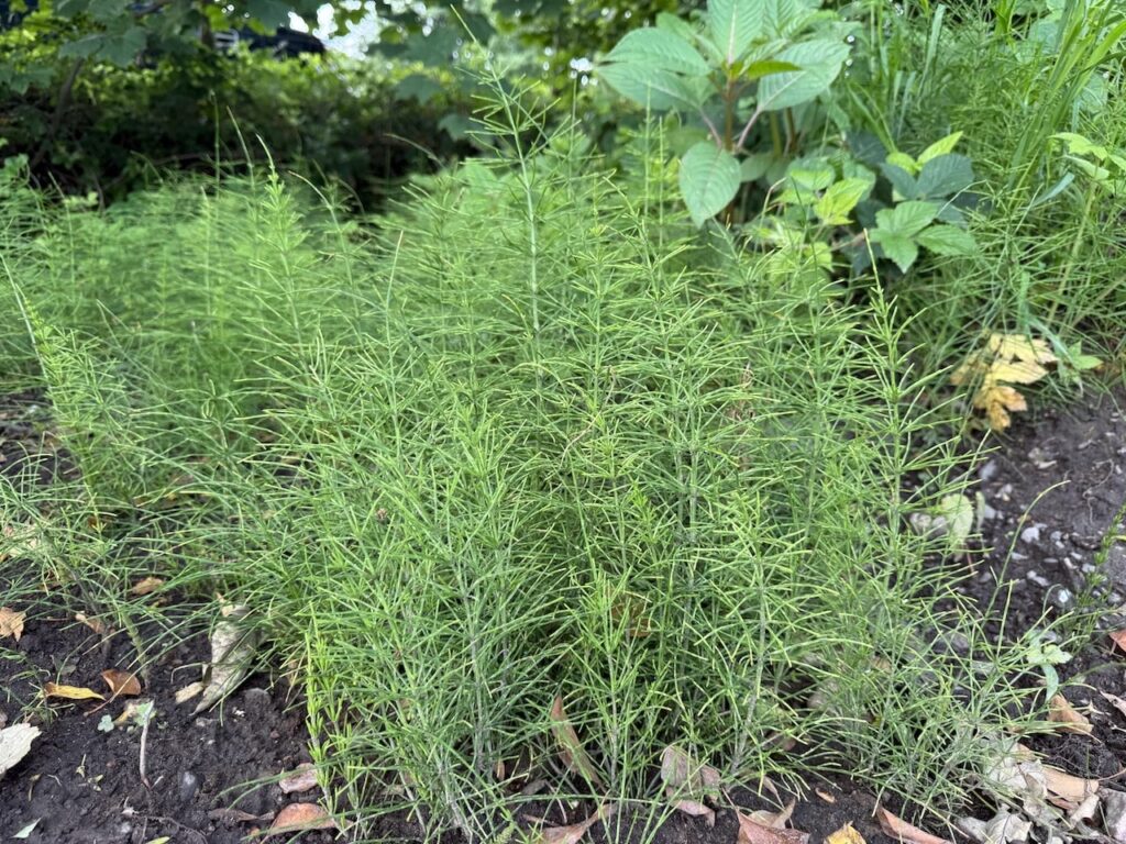 How to get rid of mares tail