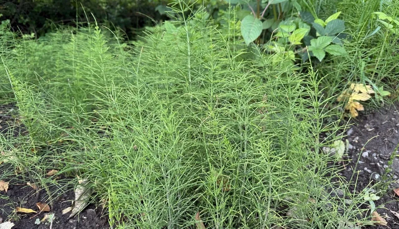 How to get rid of mares tail