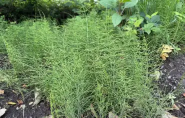 How to get rid of mares tail