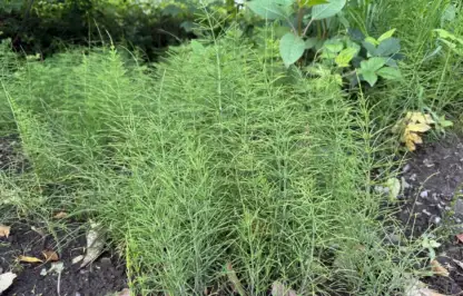 How to get rid of mares tail