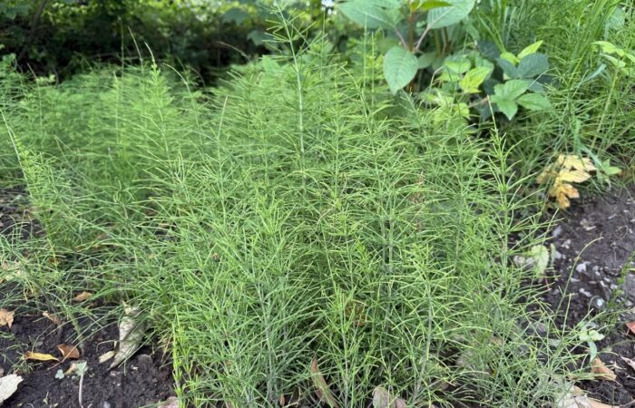 How to get rid of mares tail