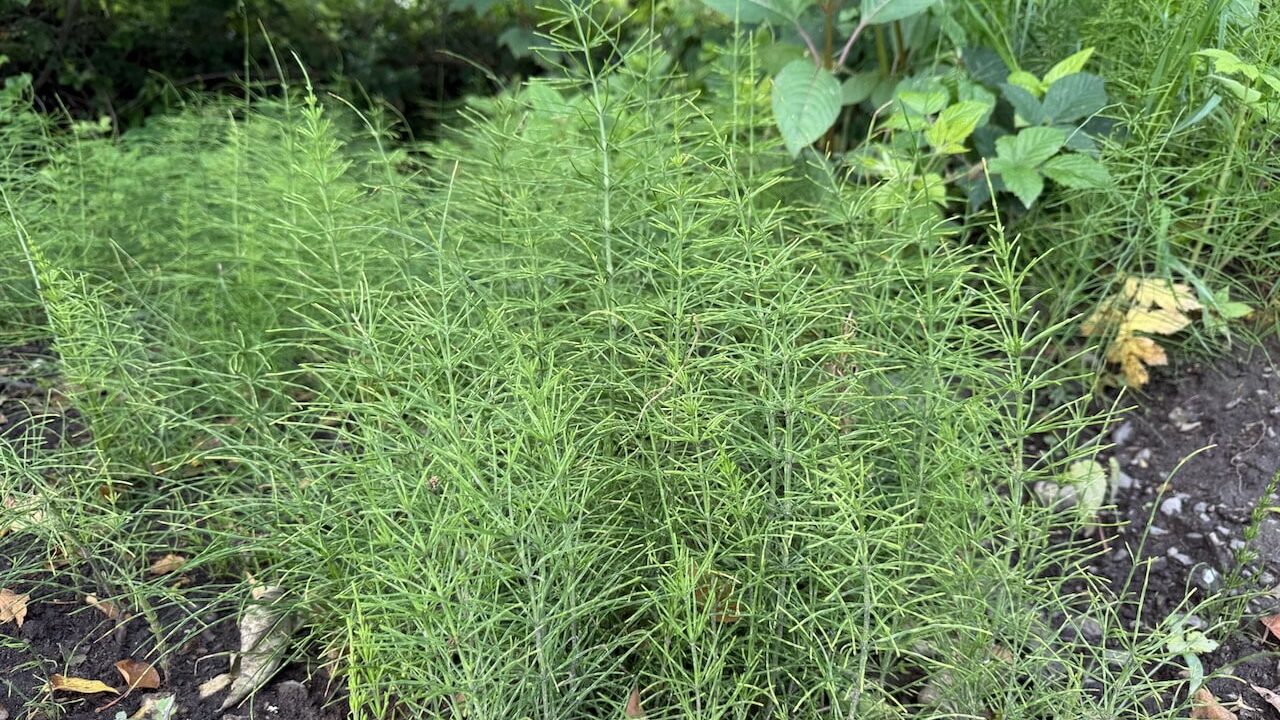 How to get rid of mares tail