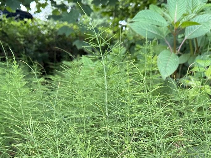 How to get rid of mares tail
