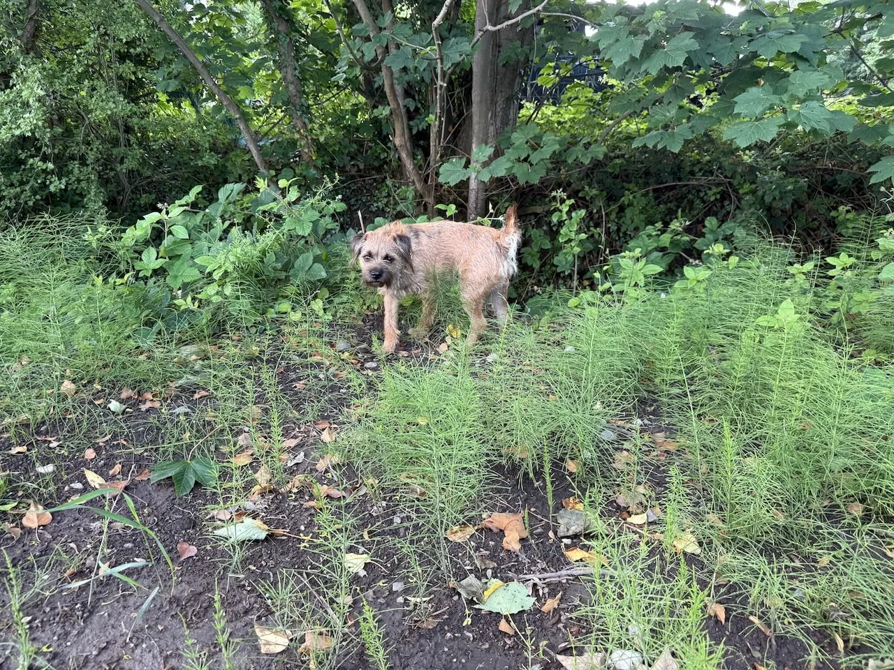 Percy the Border Terrier next to a patch of mares tail weed