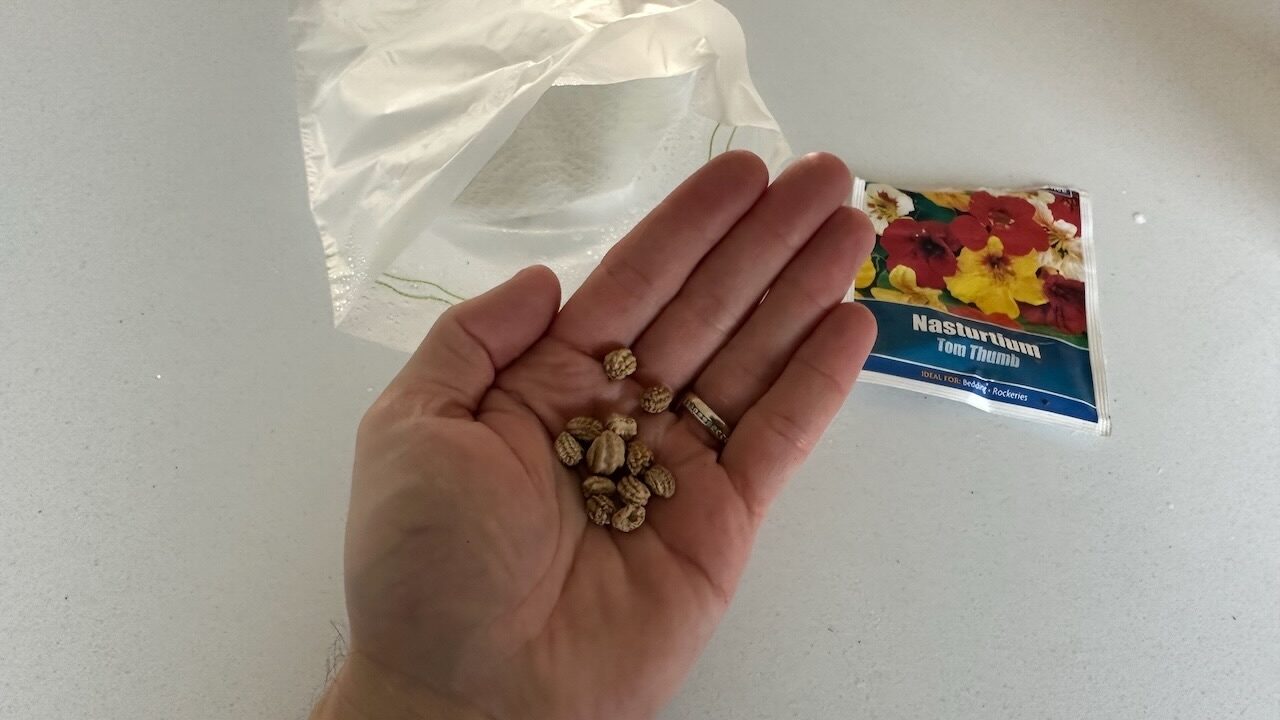 Nasturtium seeds