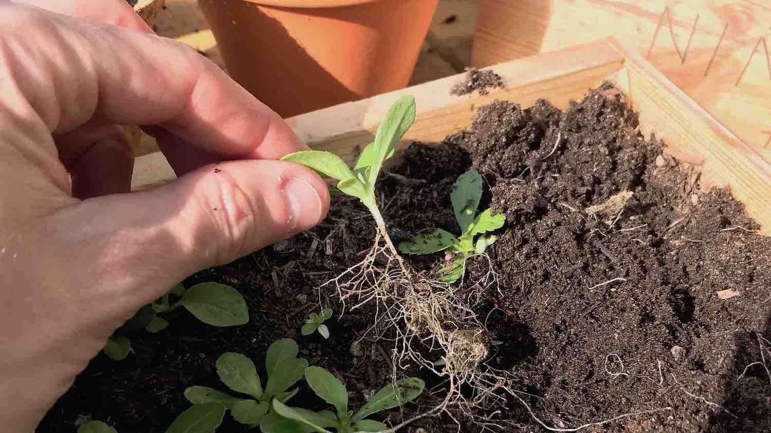 Blogger garden ninja holds a seedling