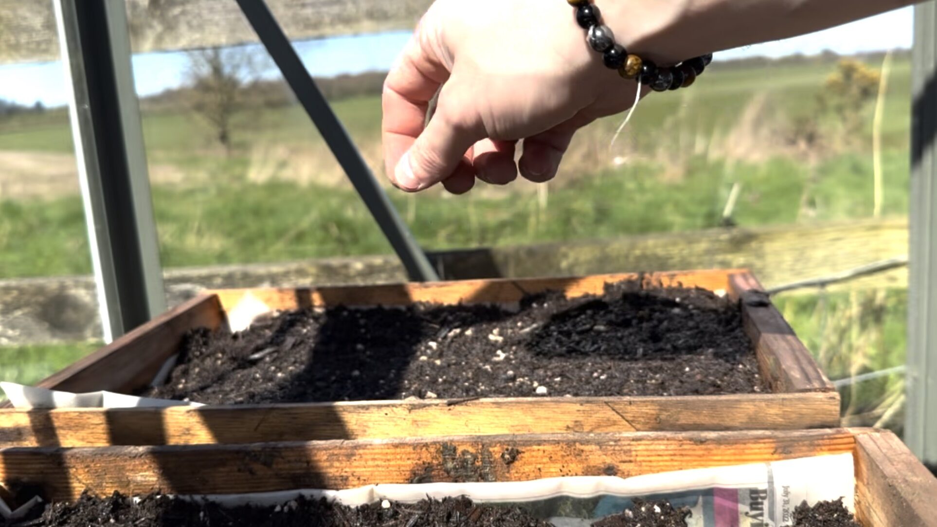 How to grow plants from seed