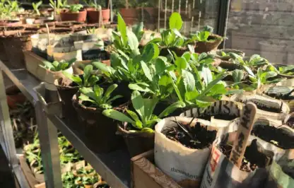 Plastic free seedlings in a wooden seed tray