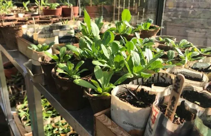 Plastic free seedlings in a wooden seed tray