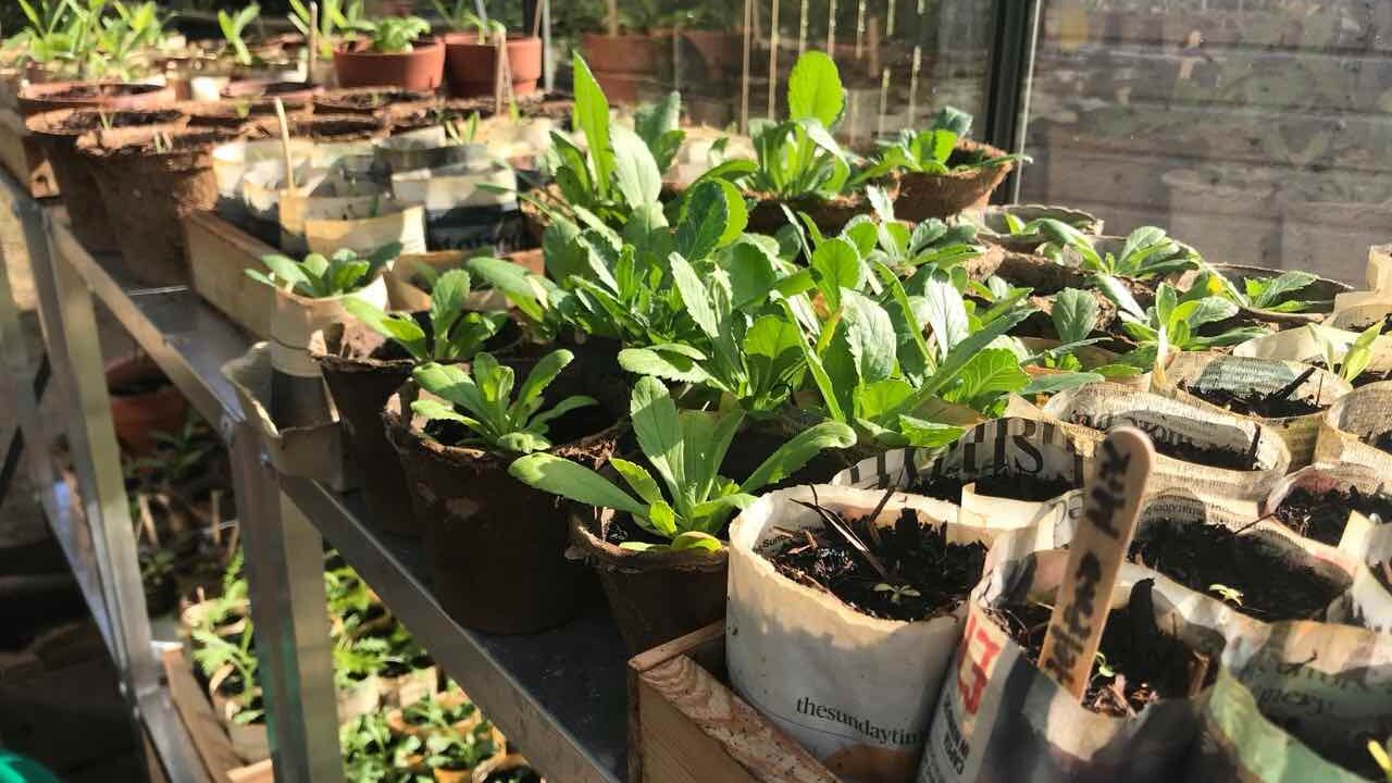 Plastic free seedlings in a wooden seed tray