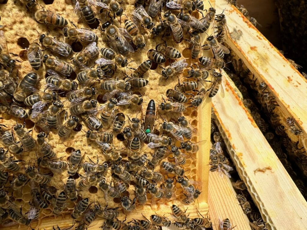 Honey bee queens
