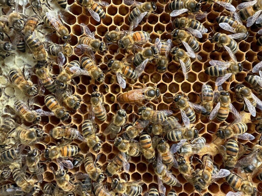 How to keep bees