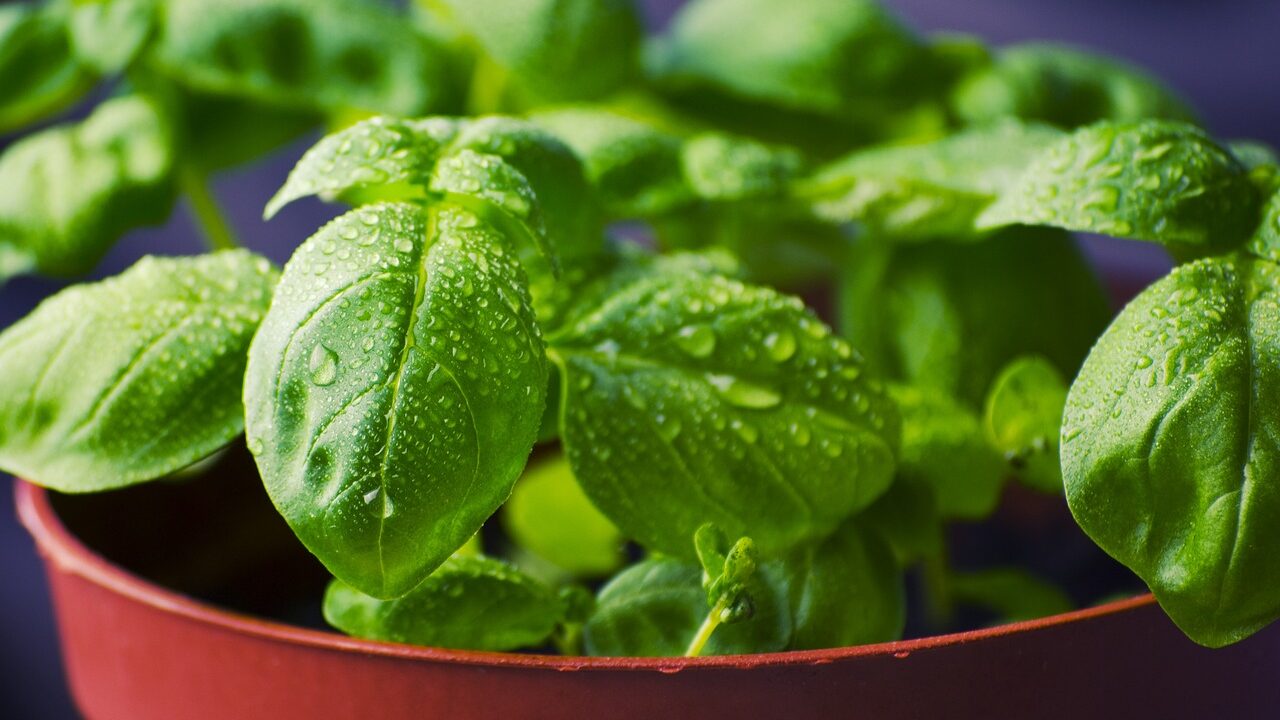 A fresh basil plant with leaves covered in water