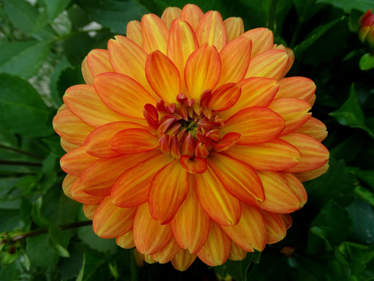 Dahlias growing strongly in summer after being stored over winter
