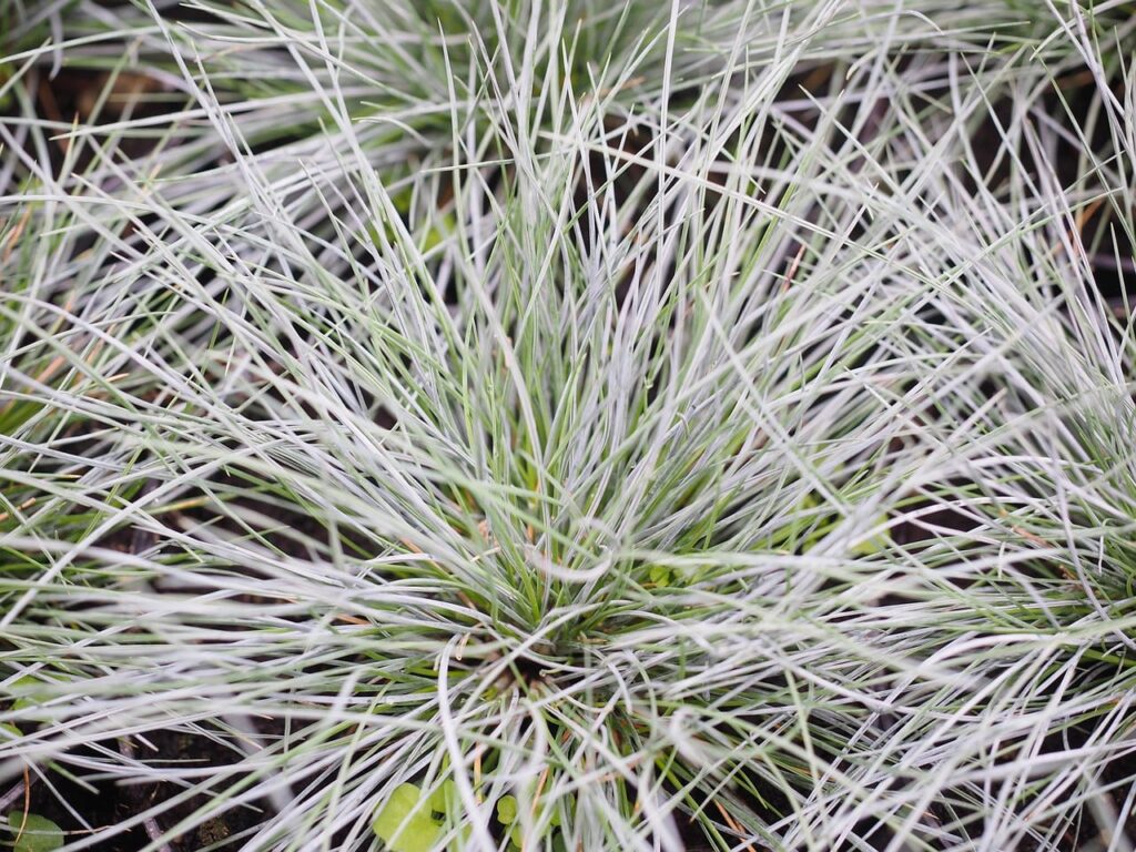 Blue fescue grass