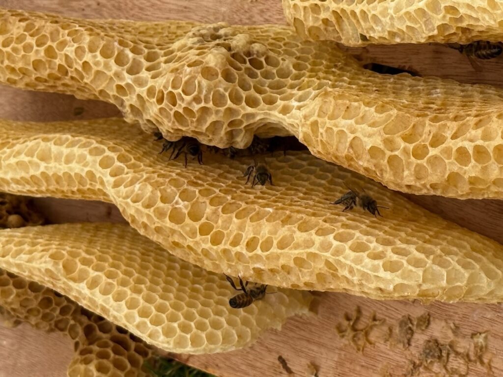 Honey bee keeping