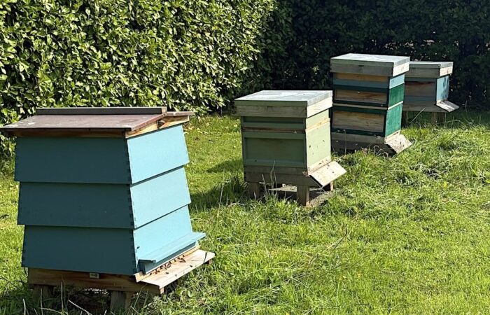 Bee hives in the garden