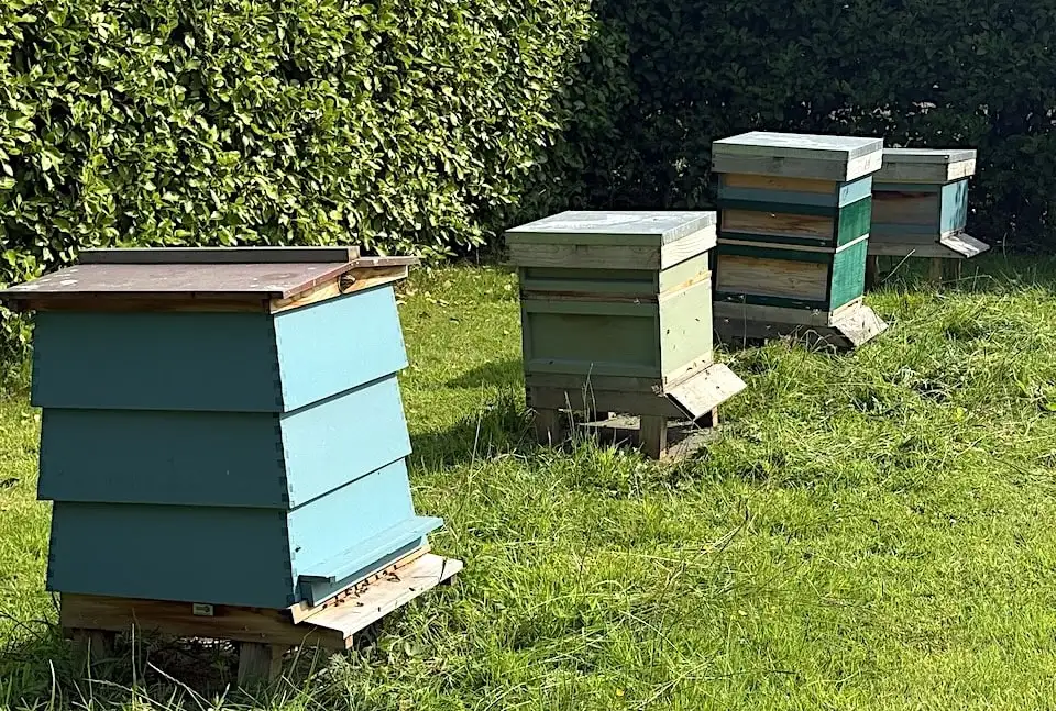 Bee hives in the garden